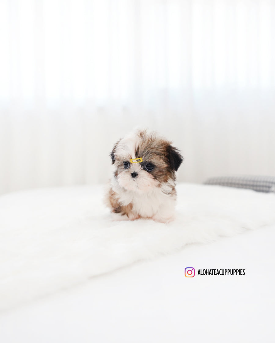 Pawblo [Mini SHIHTZU]