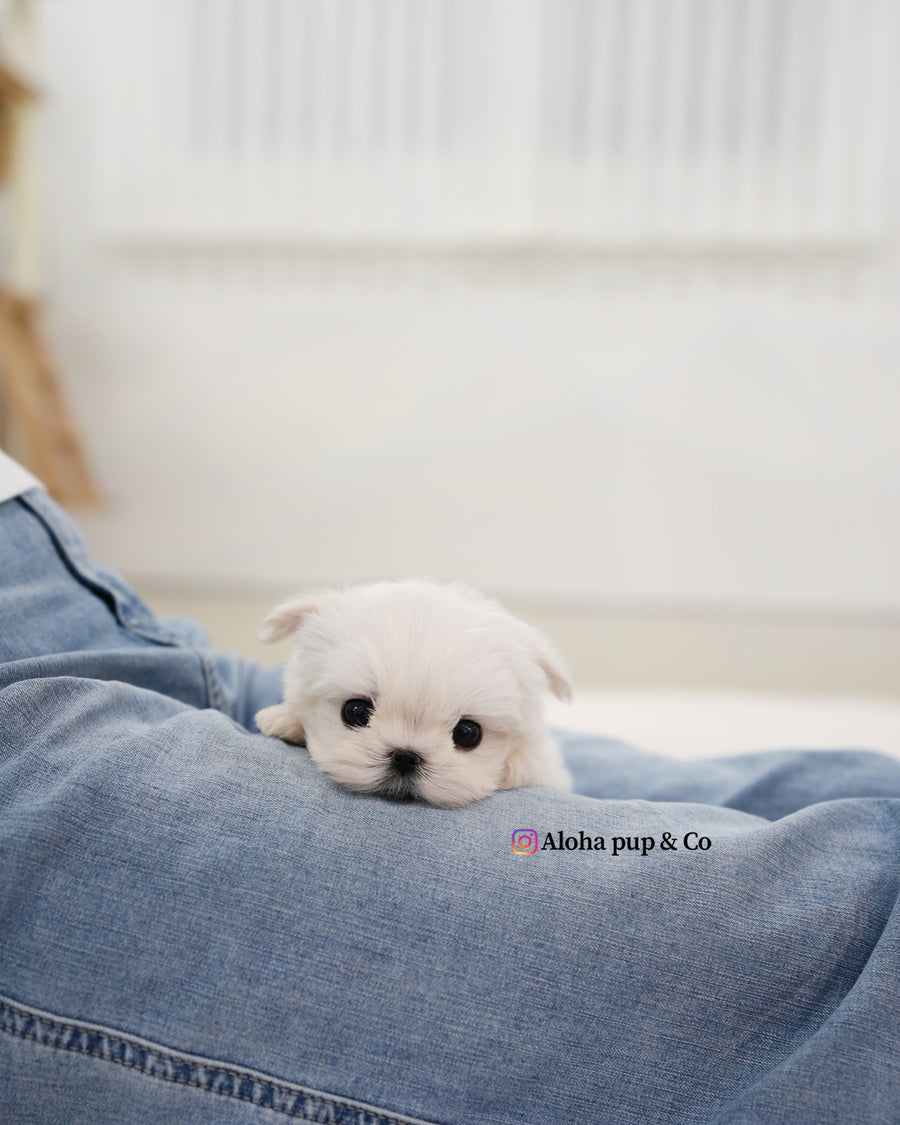 Tayo [TEACUP MALTESE]