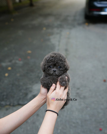 Ivy [TEACUP POODLE]