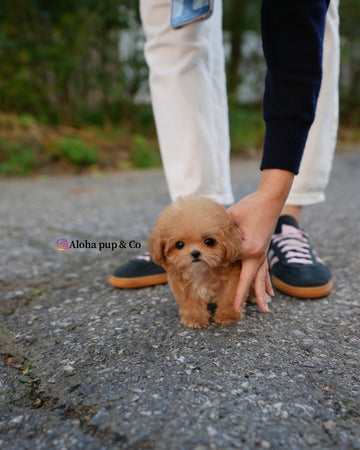 Bobo [TEACUP POODLE]