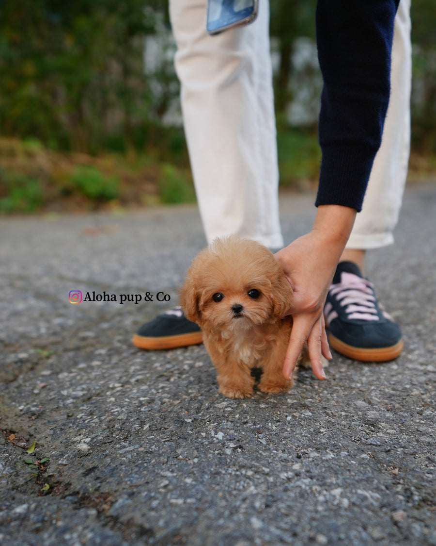 Bobo [TEACUP POODLE]