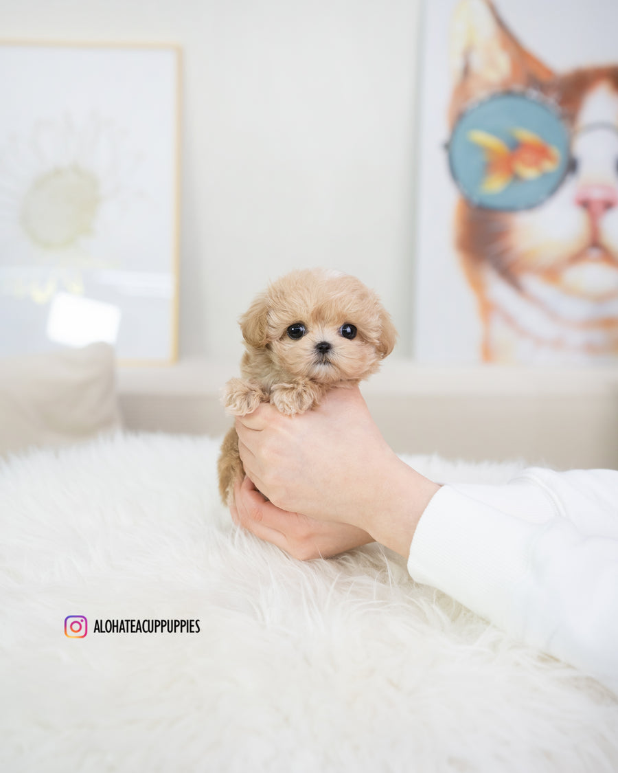 Bijou [TEACUP MALTIPOO]