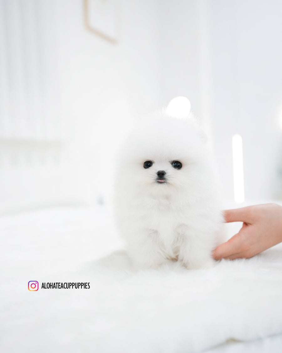 Wanda [TEACUP POMERANIAN]