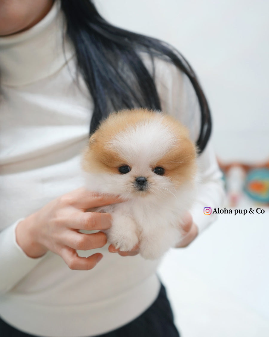 Celine [TEACUP POMERANIAN]