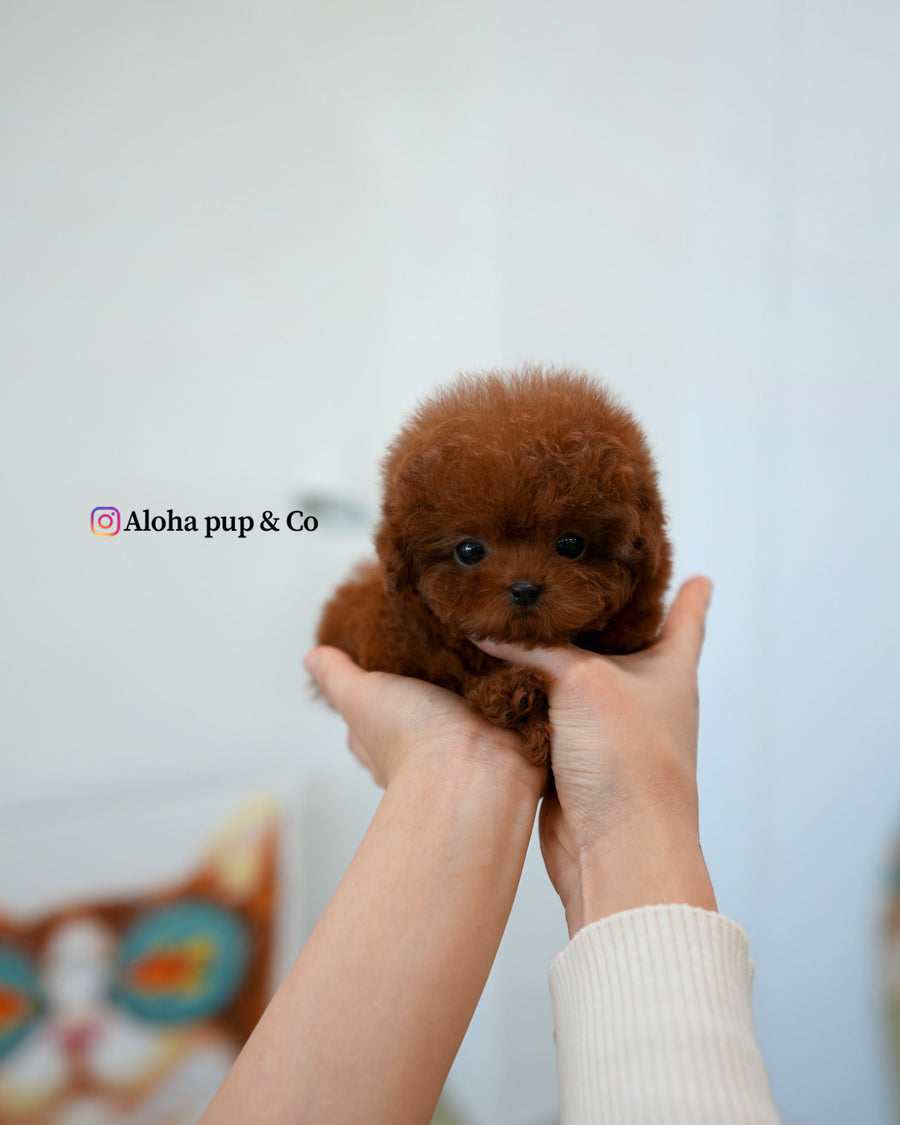 Nugget [TEACUP POODLE]