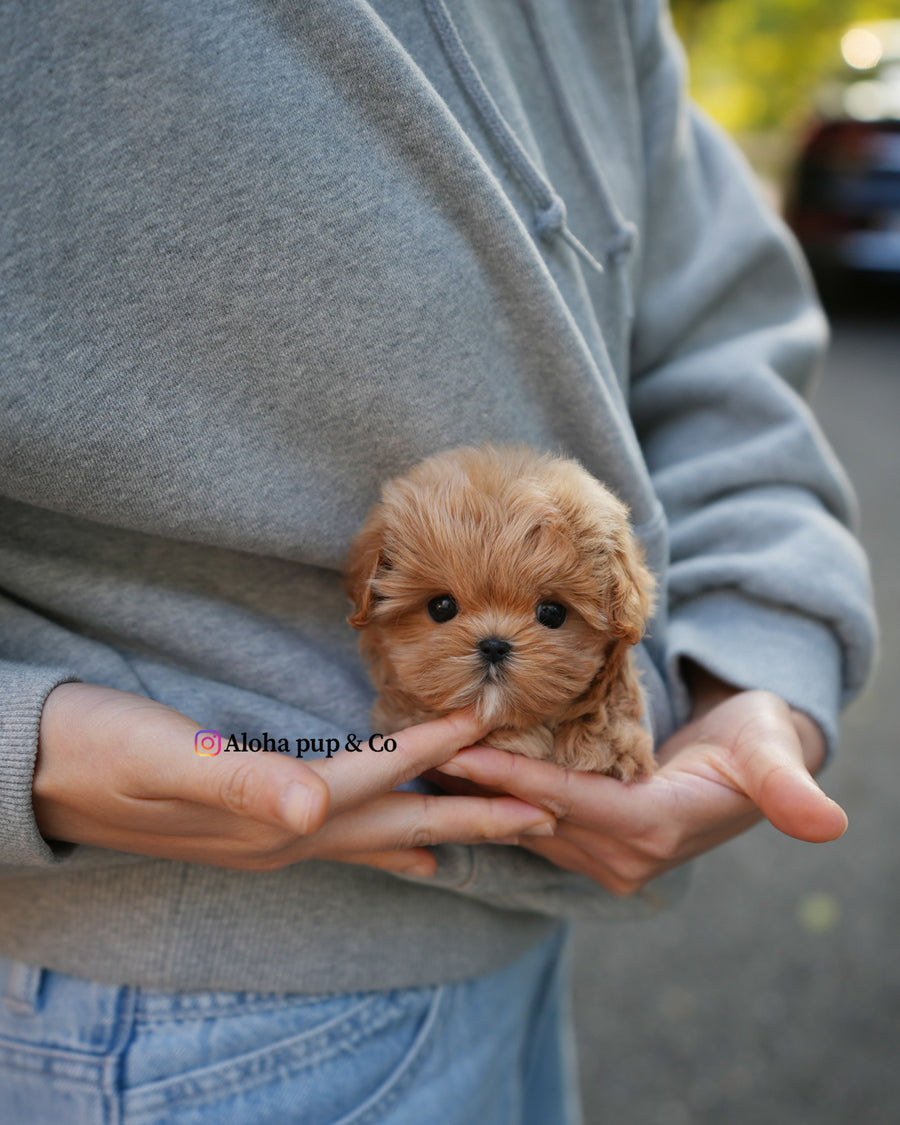 Mila [TEACUP MALTIPOO]