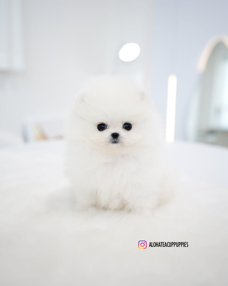 Kitty [TEACUP POMERANIAN]