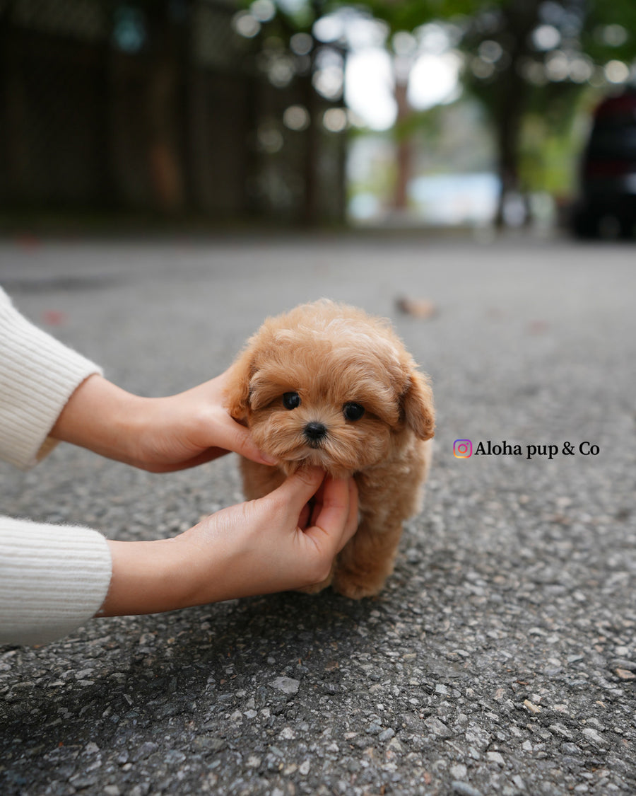 Lani [TEACUP MALTIPOO]
