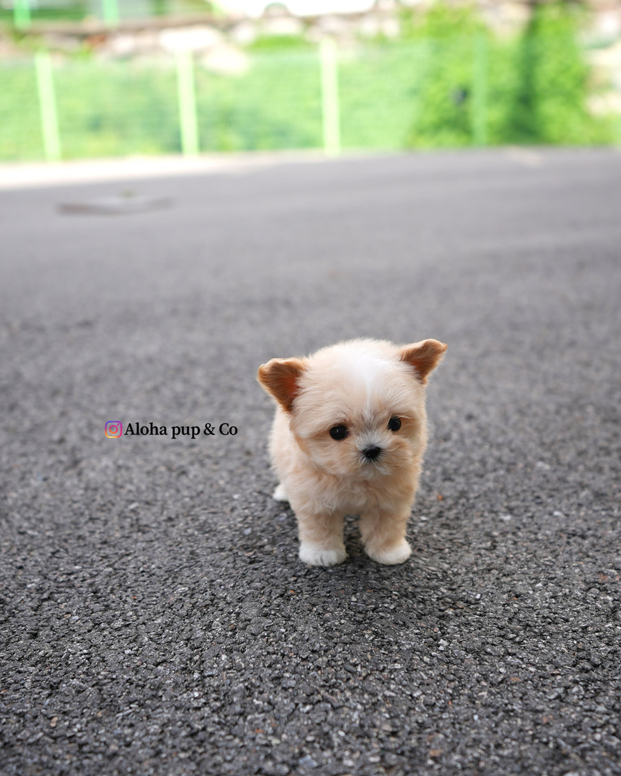 Titi [TEACUP MALTIPOO]