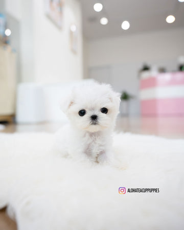 Honey [TEACUP MALTESE]