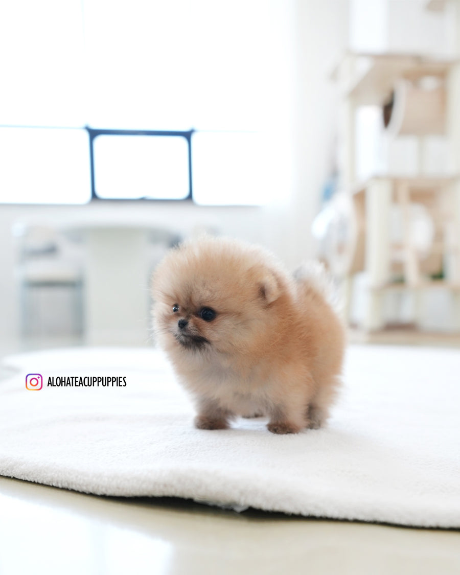 Marco [TEACUP POMERANIAN]