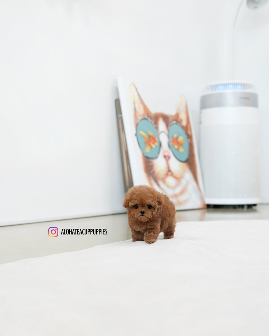 Ruby [TEACUP POODLE]