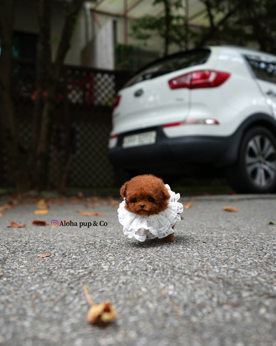 Jules [TEACUP POODLE]