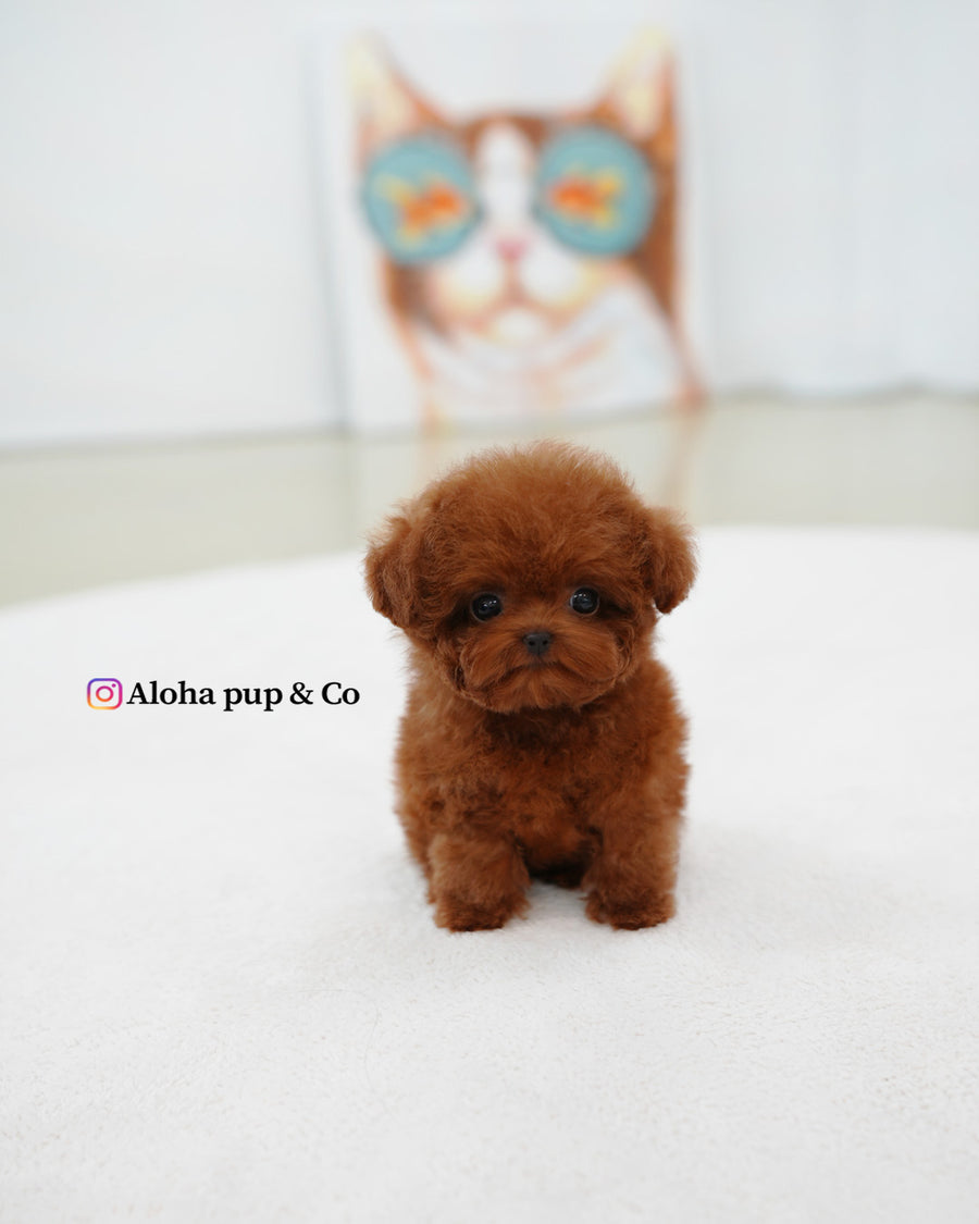 Jerry [TEACUP POODLE]