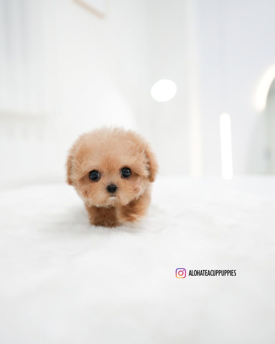 Jerry [TEACUP POODLE]