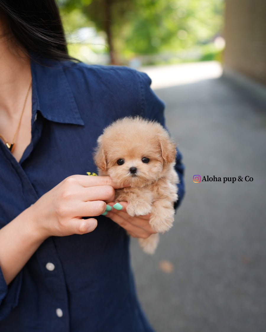 Vera [TEACUP MALTIPOO]