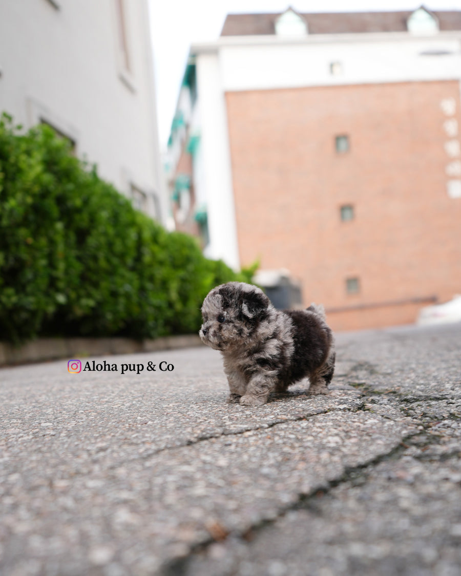 Elle [TEACUP POODLE]