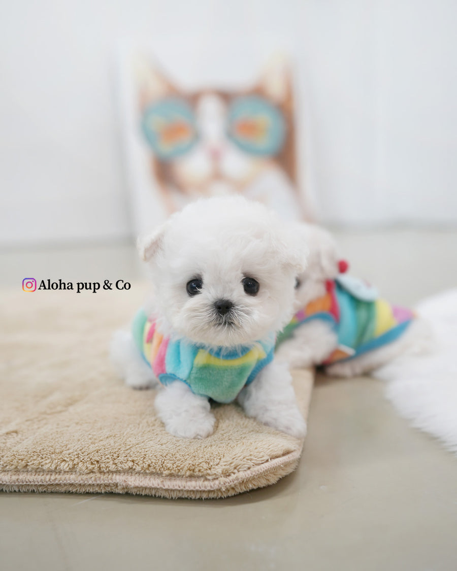 Buddy [TEACUP BICHON]