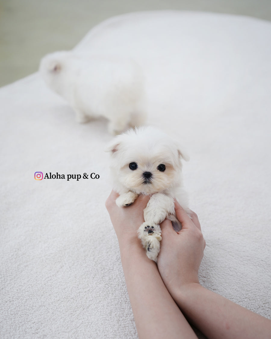 Genie [TEACUP MALTESE]