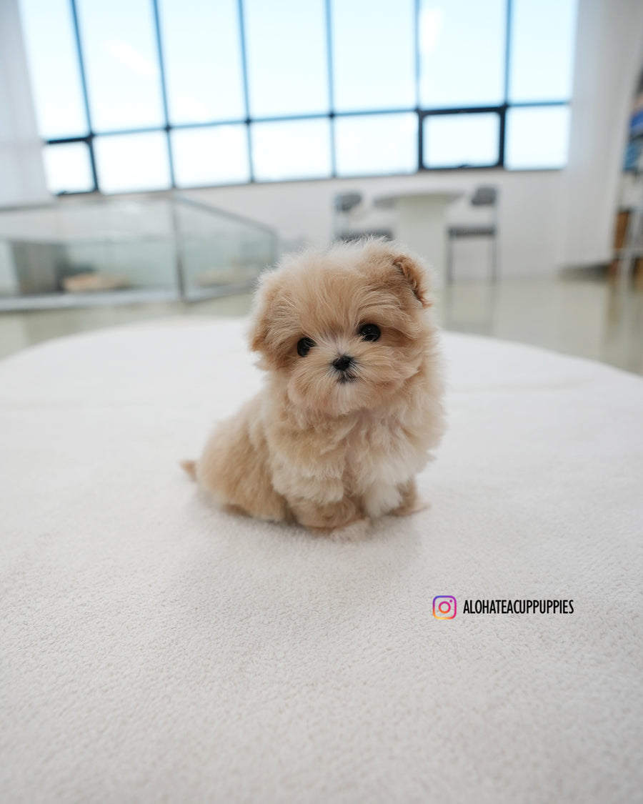 Kiko [TEACUP MALTIPOO]