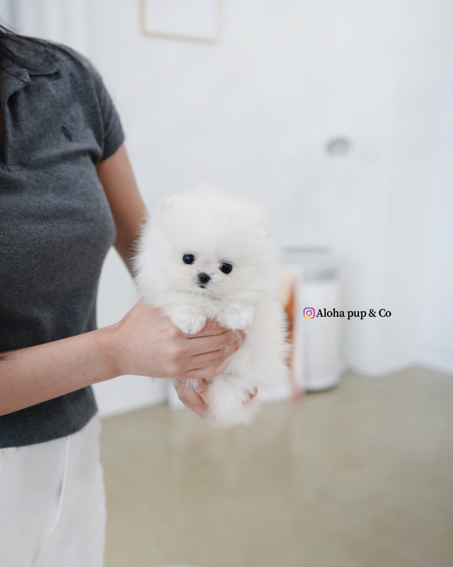 Damie [TEACUP POMERANIAN]
