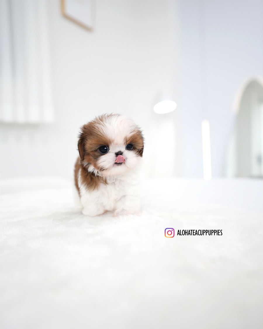 Hush [Mini SHIHTZU]