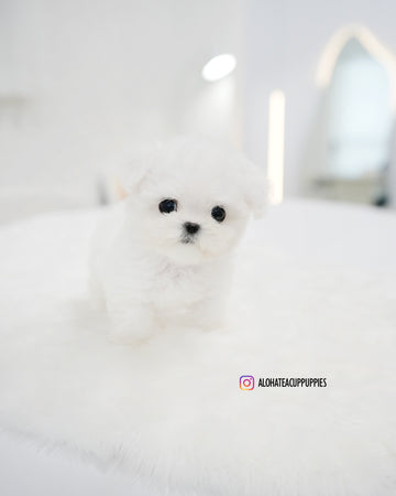 Bonnie [TEACUP BICHON]