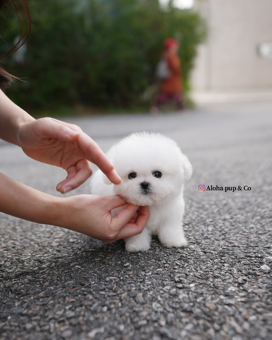 Ben [TEACUP BICHON]