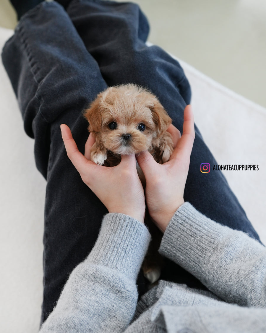 Waffle [TEACUP MALTIPOO]