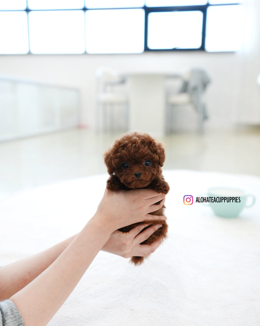 Max [TEACUP POODLE]