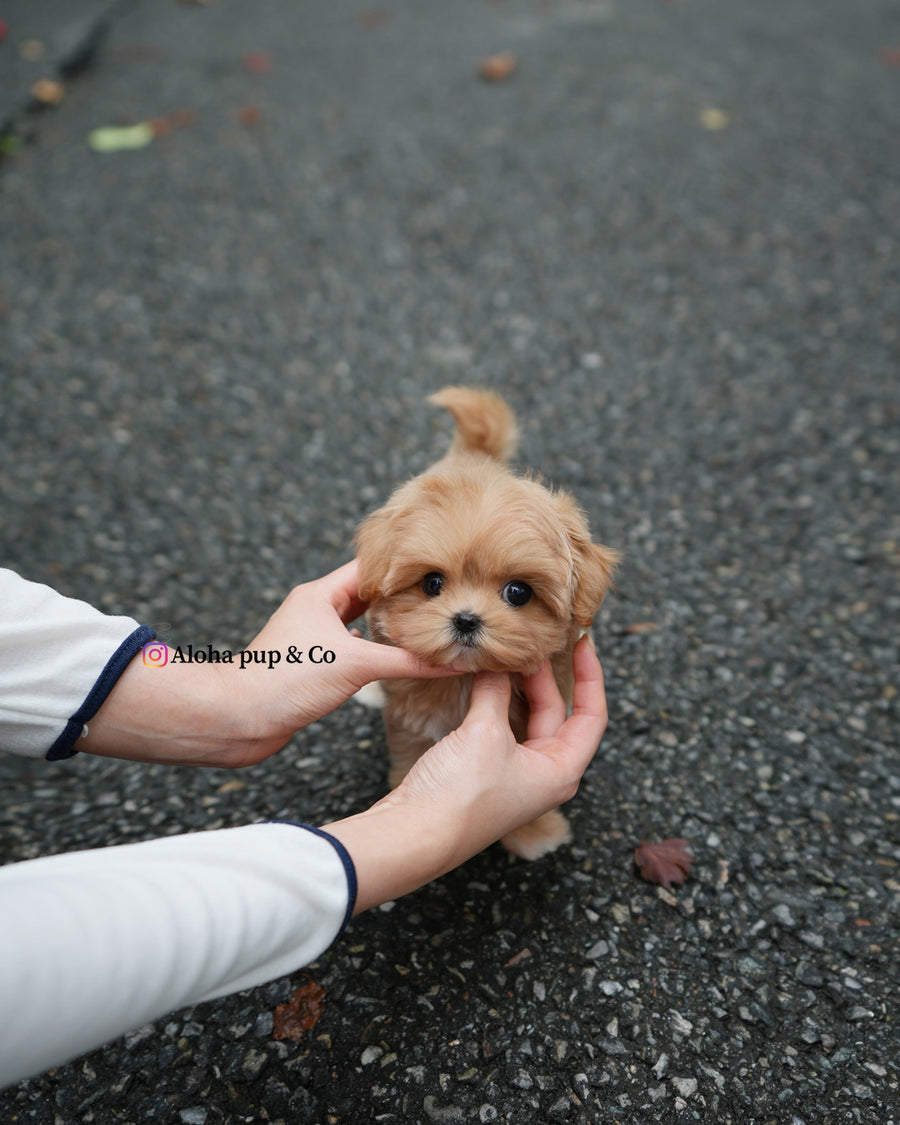 Margo [TEACUP MALTIPOO]