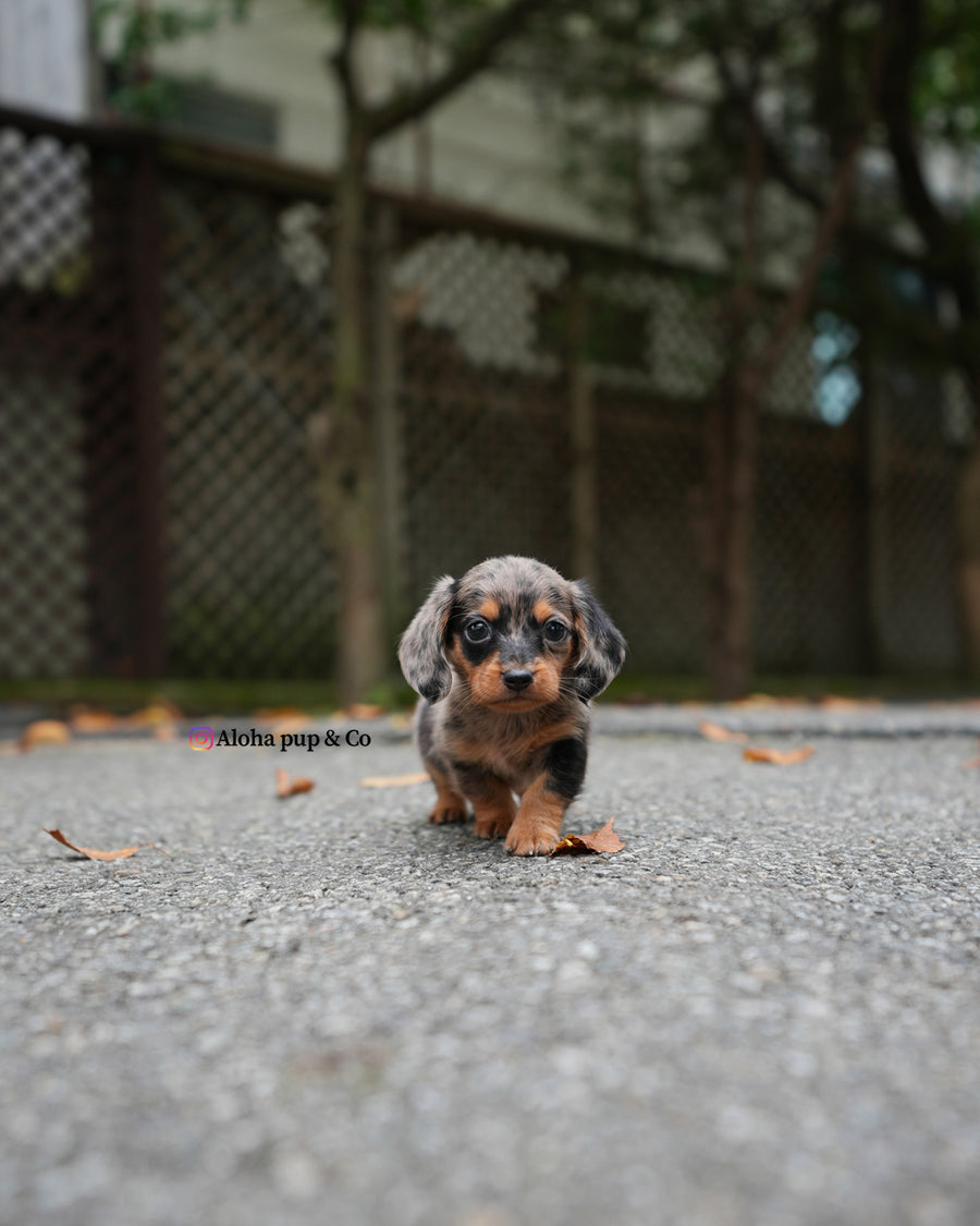 Blair [Mini Dachshund]