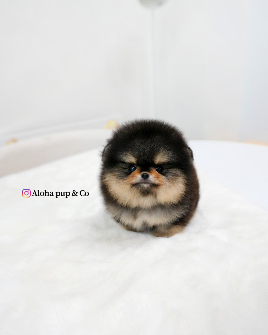 Dolce [TEACUP POMERANIAN]