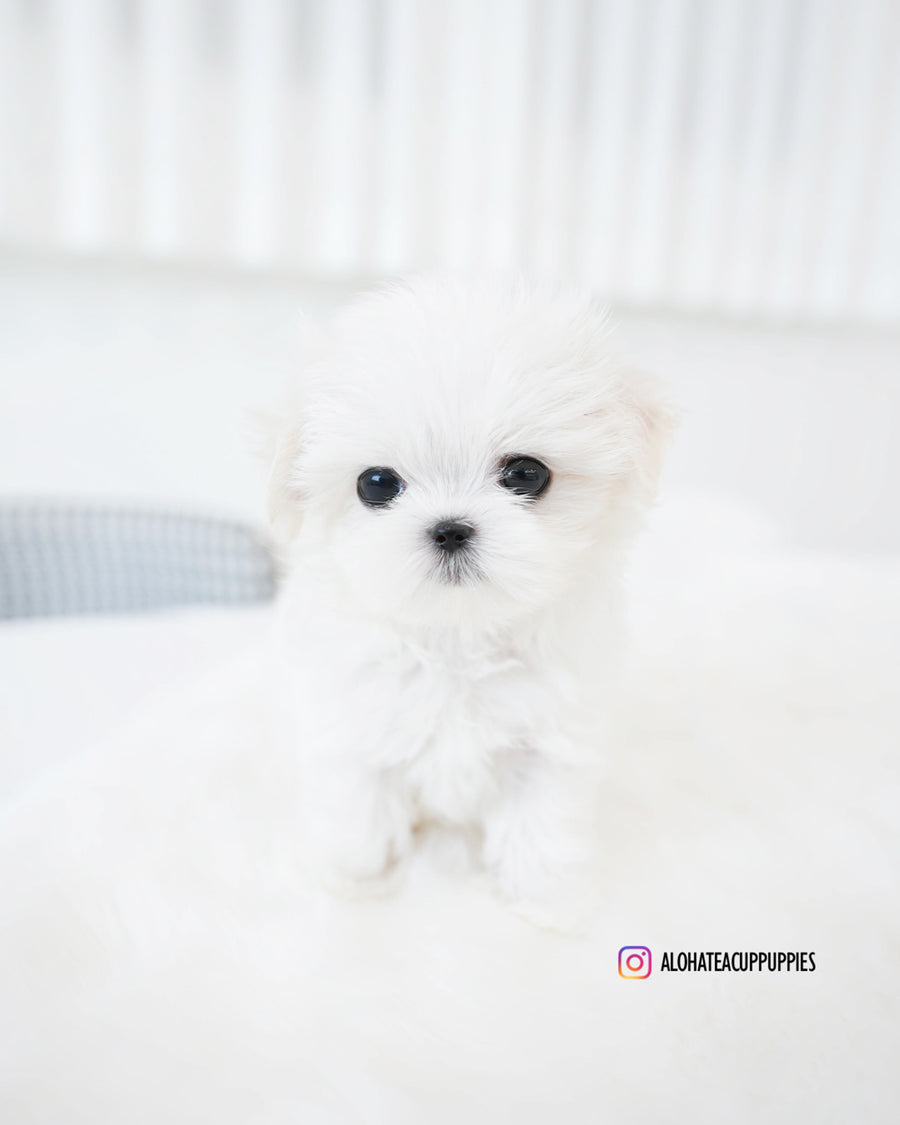 Mason [TEACUP MALTESE]