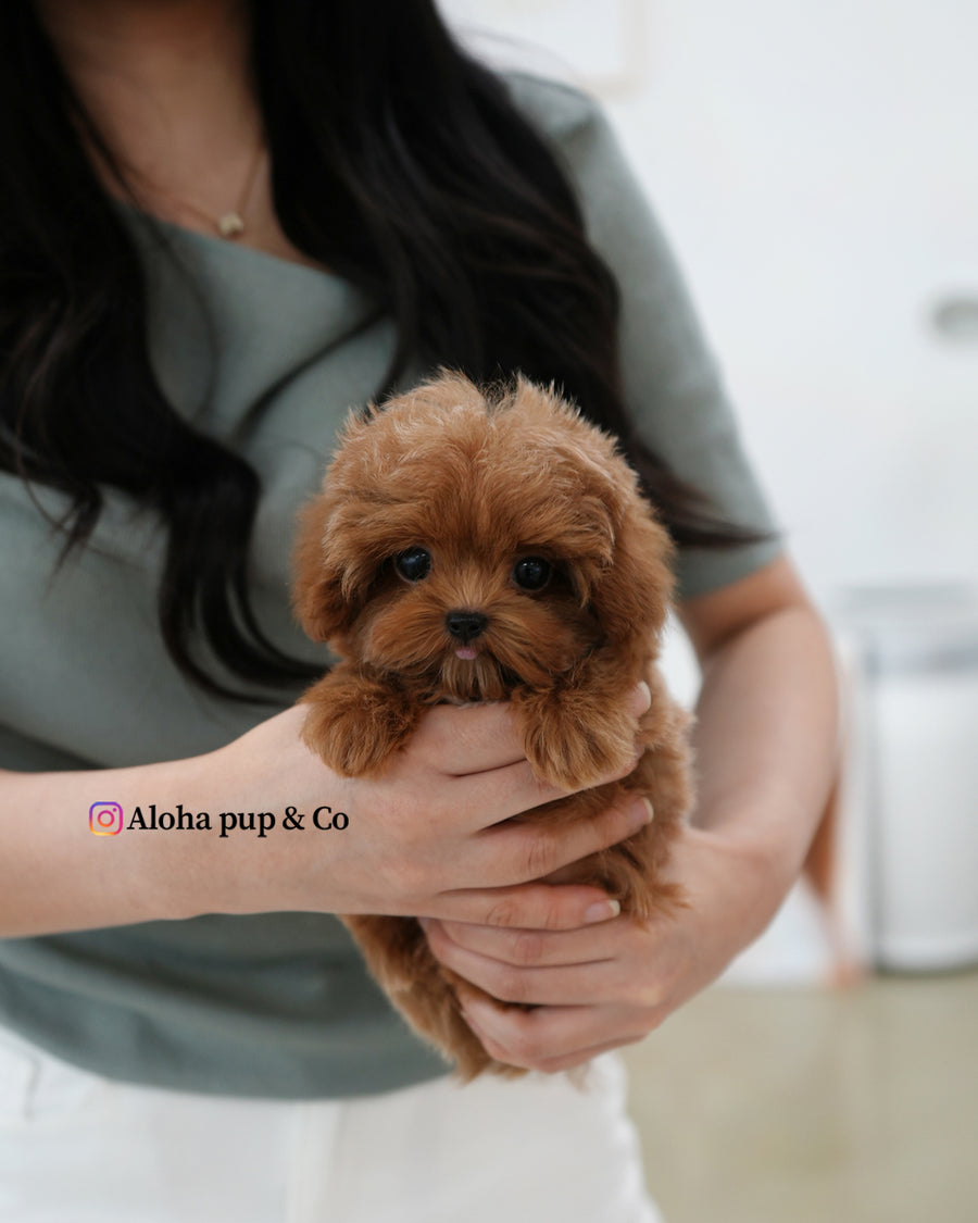 Lenny [TEACUP MALTIPOO]