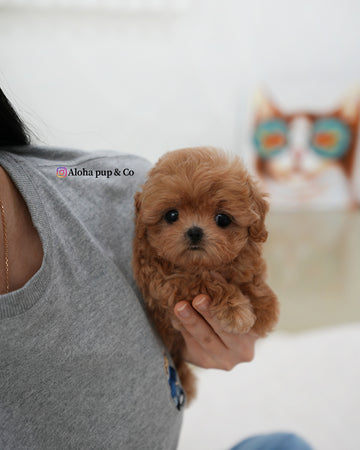 Gia [TEACUP MALTIPOO]