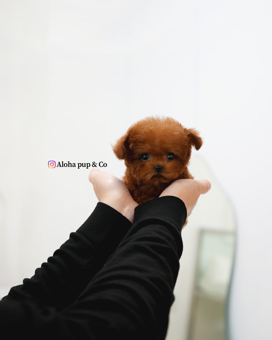 Ruby [TEACUP POODLE]