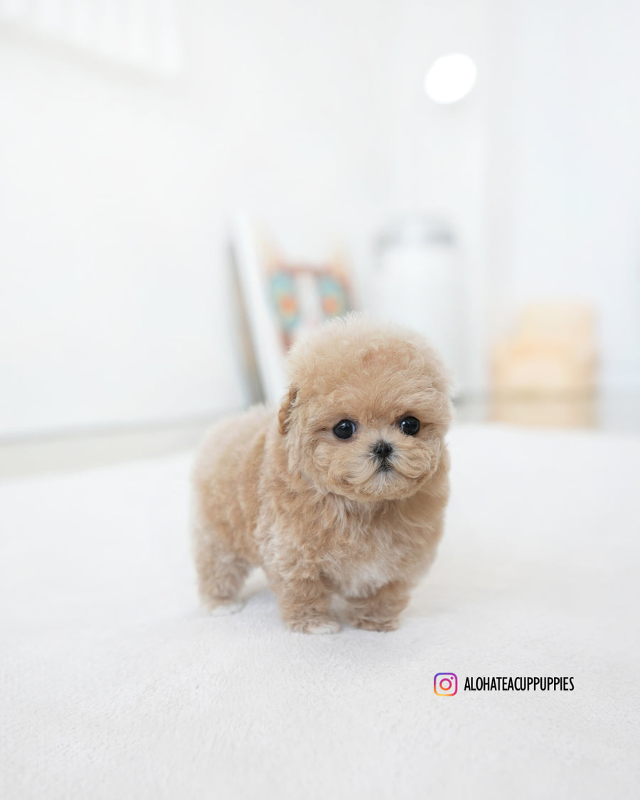 Ashley [TEACUP MALTIPOO]