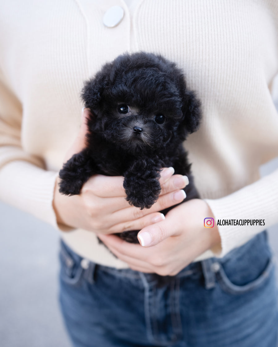 Cha [TEACUP POODLE]