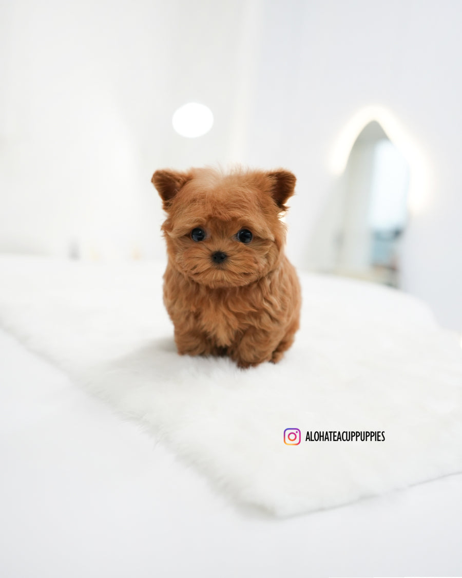 RIch [TEACUP MALTIPOO]