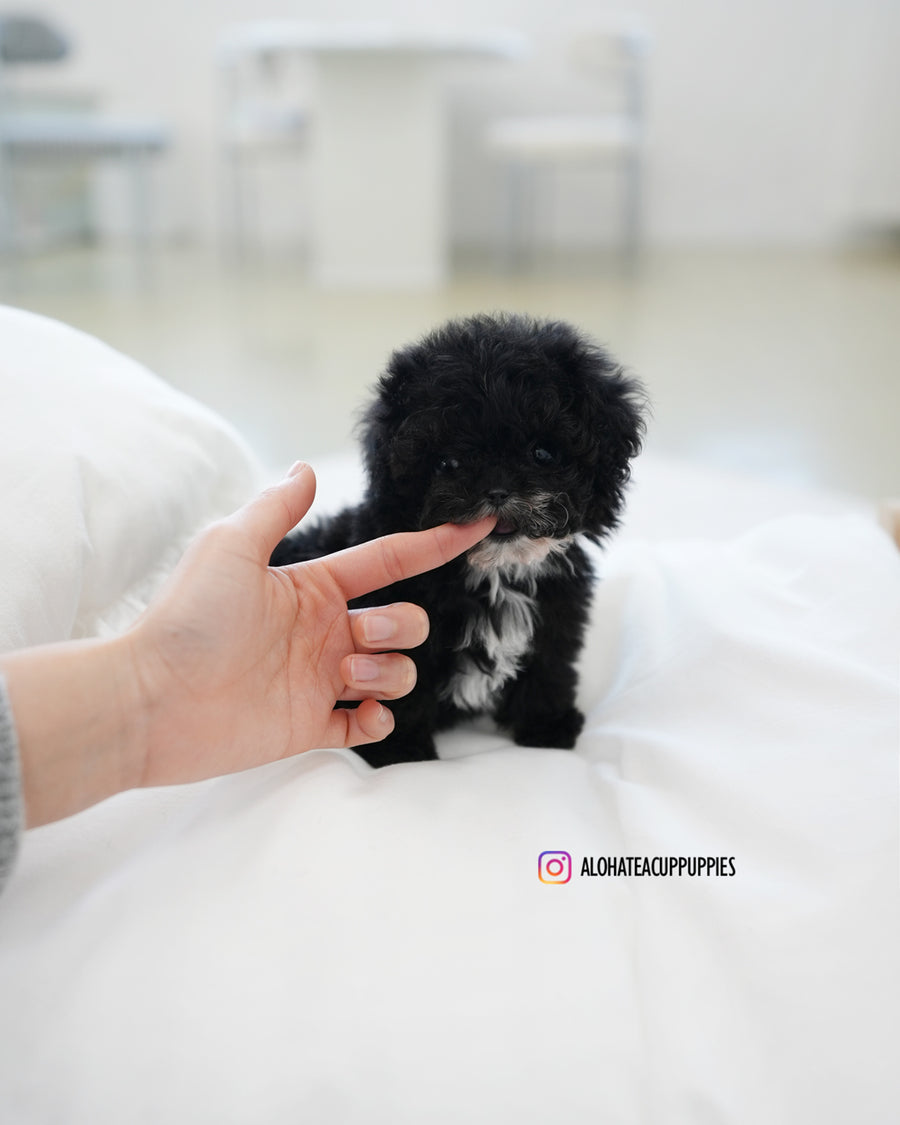 Oreo [TEACUP POODLE]