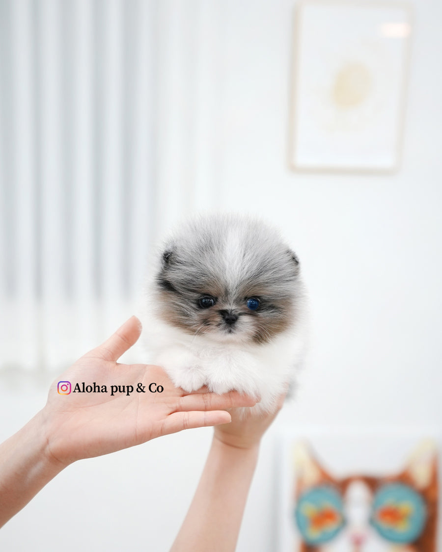 Lior [TEACUP POMERANIAN]