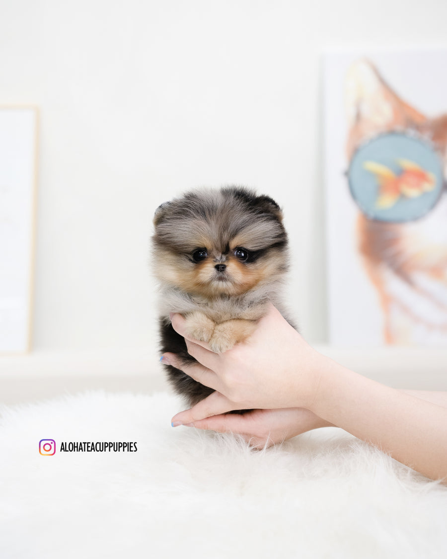 Kiara [TEACUP POMERANIAN]