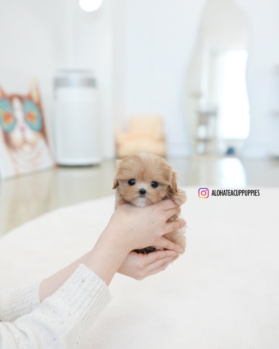 Tippy [TEACUP MALTIPOO]