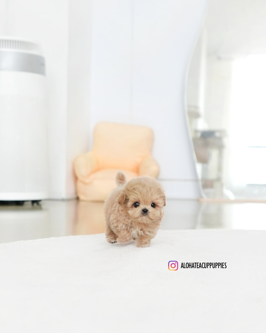 Colin [TEACUP MALTIPOO]