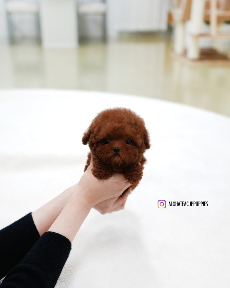 Hermes [TEACUP POODLE]