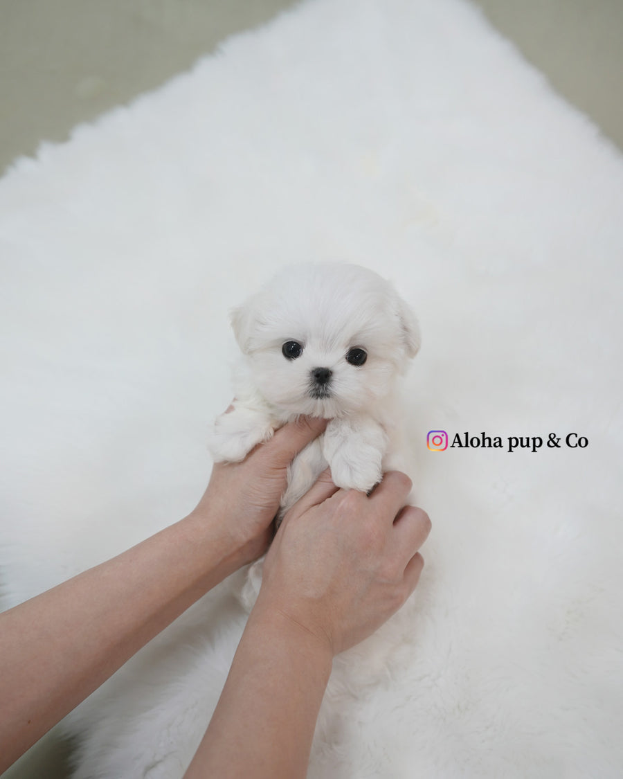 Buzz [TEACUP MALTESE]