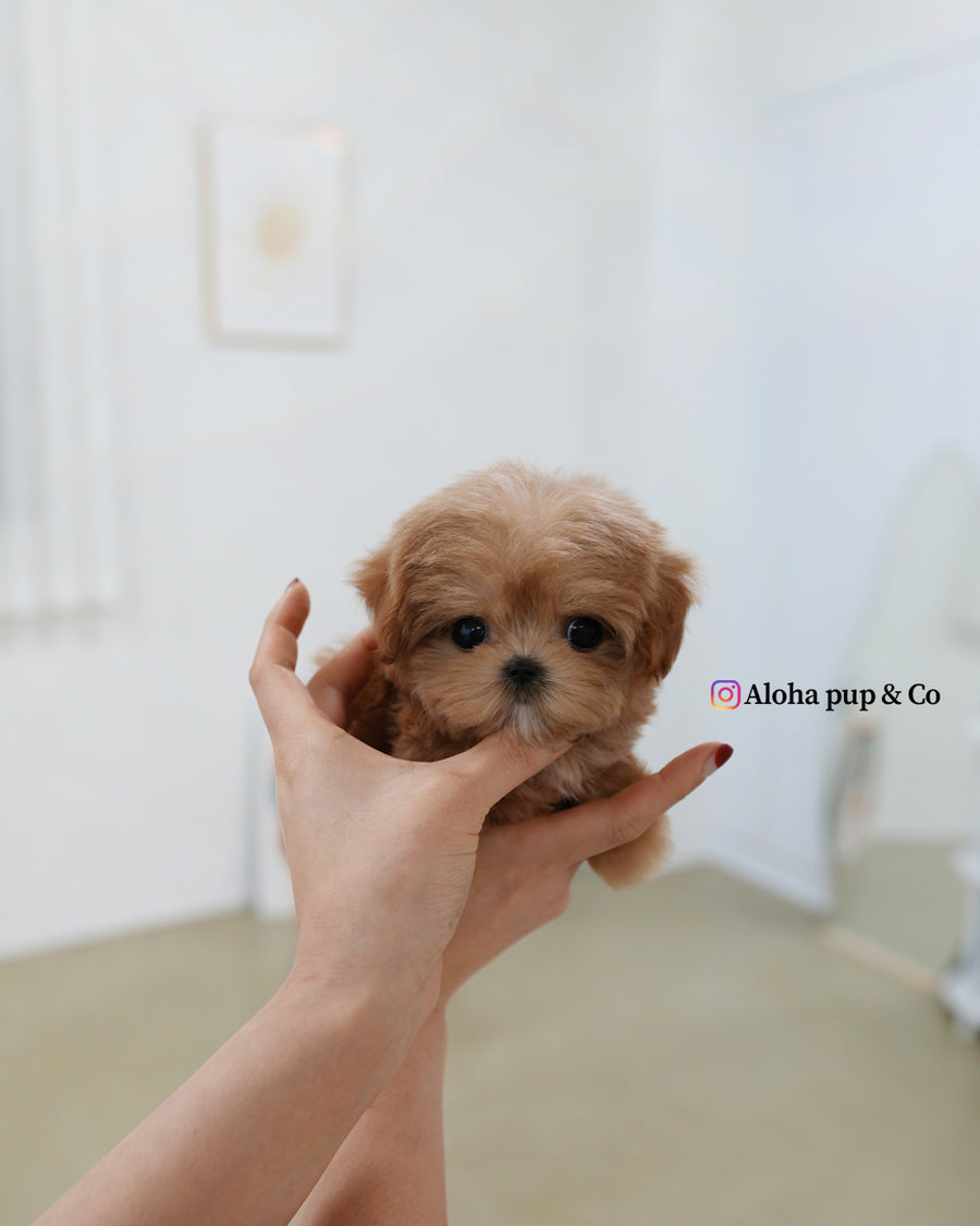 Bijou [TEACUP MALTIPOO]