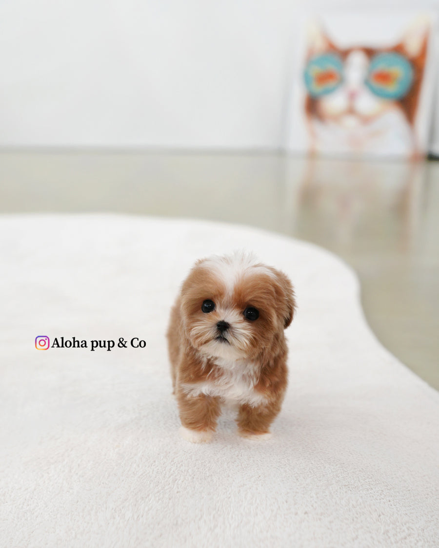 Mango [TEACUP MALTIPOO]