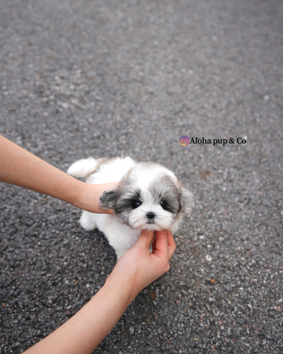 Sugar [TEACUP MALTIPOO]